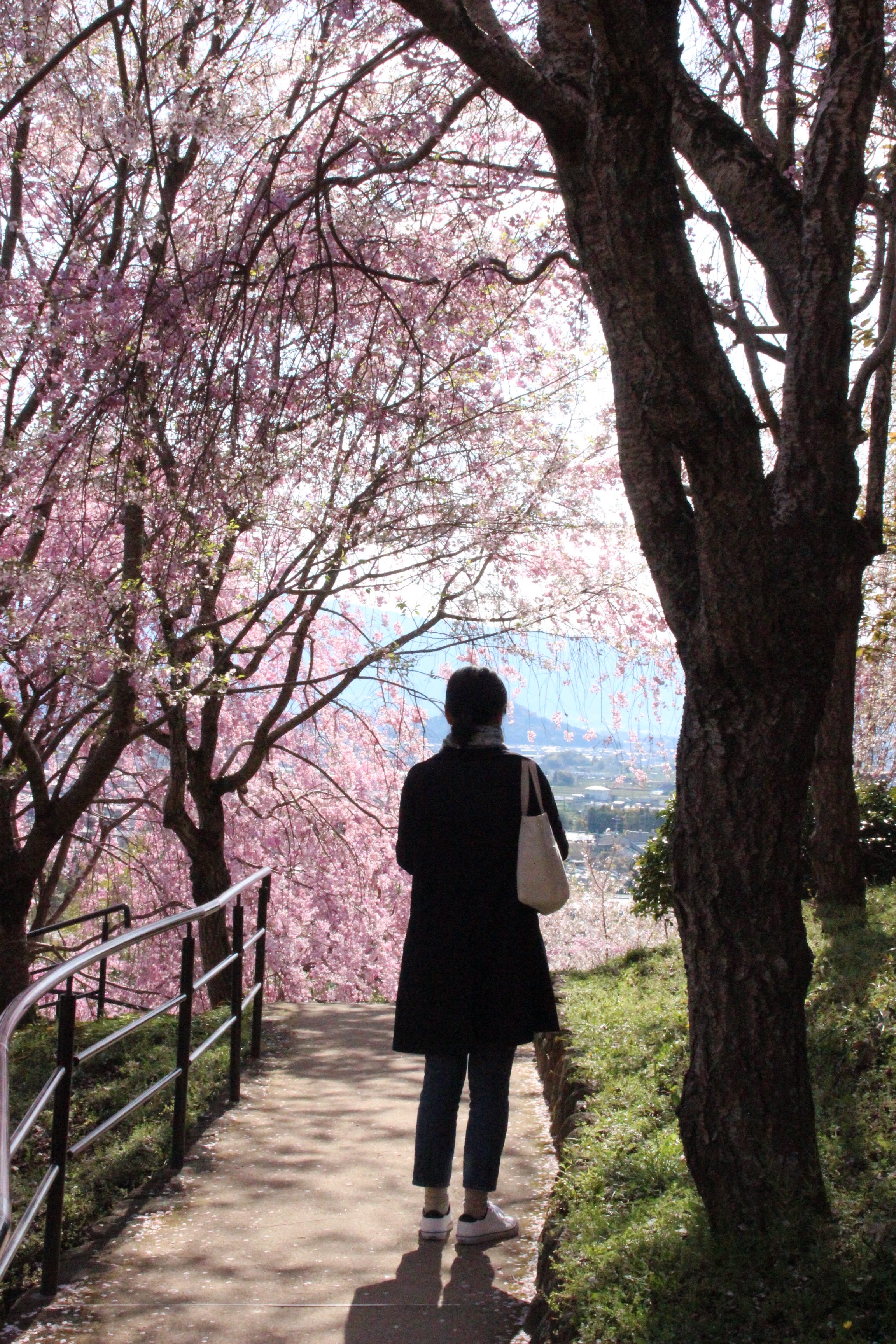 3月下旬 4月上旬 大神神社 大美和の杜 展望台 桜 はる家 Haruya 公式 ベストレート保証
